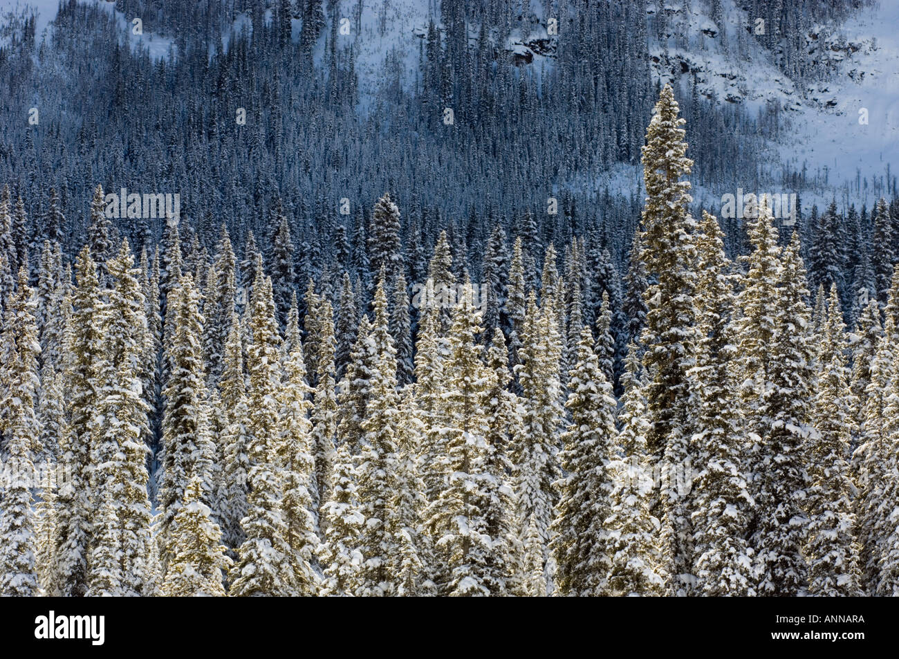 Lodgepole pino con neve fresca, il Parco Nazionale di Banff- Lago Louise, Alberta, Canada Foto Stock