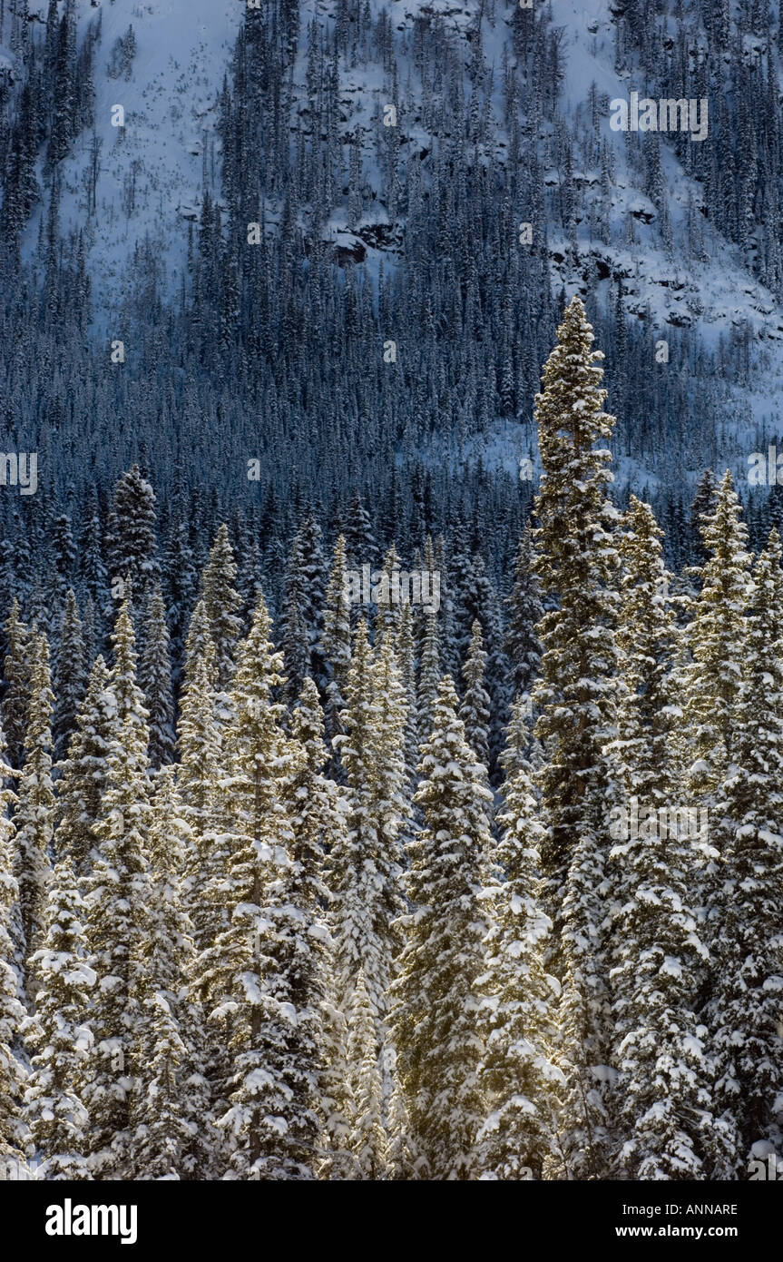 Lodgepole pino con neve fresca, il Parco Nazionale di Banff- Lago Louise, Alberta, Canada Foto Stock
