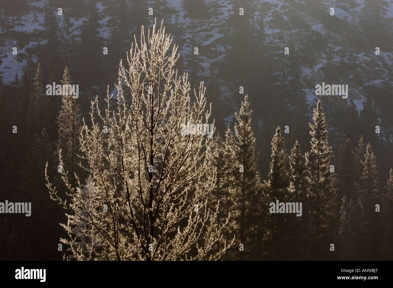 Alberi smerigliato a cascata stagni, il Parco Nazionale di Banff, Alberta, Canada Foto Stock