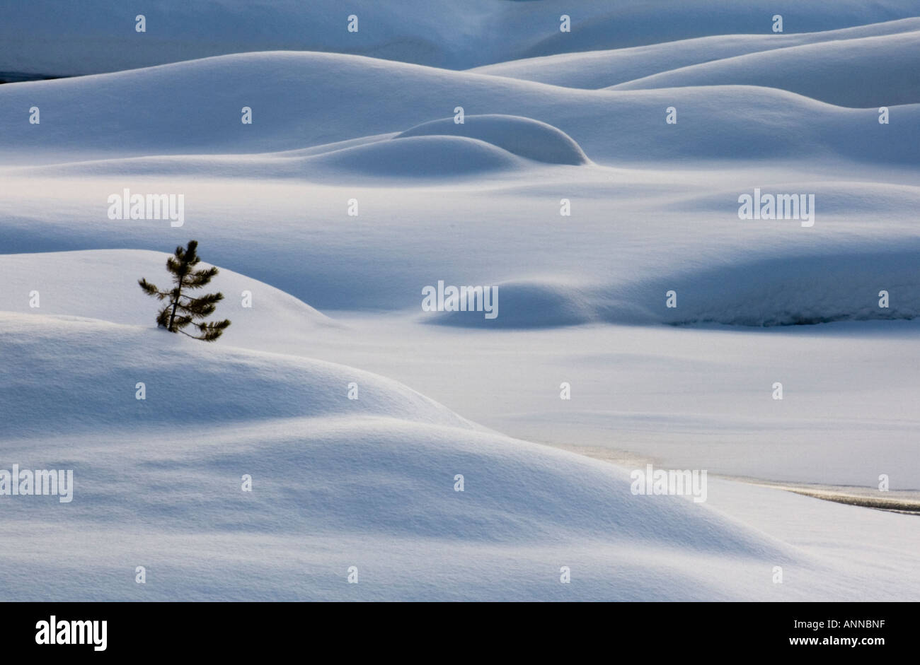 Fiume Kicking Horse- Pino e neve fresca, il Parco Nazionale di Yoho, British Columbia, Canada Foto Stock