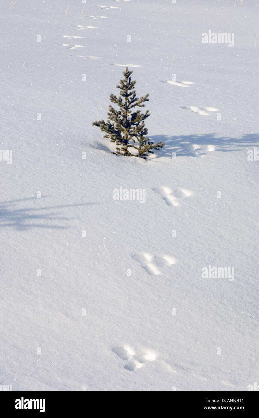Alberello di pino e lepre variabile le vie lungo il Bow Valley Parkway, il Parco Nazionale di Banff, Alberta, Canada Foto Stock