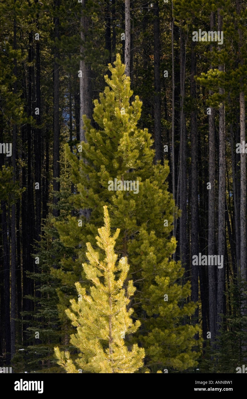 Foresta di pini e di pino soleggiato in Saskatchewan attraversando il Parco Nazionale di Banff, Alberta, Canada Foto Stock