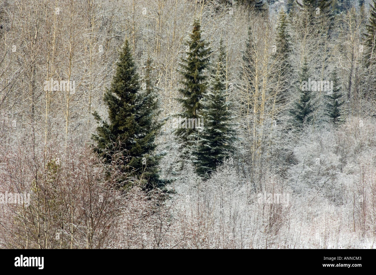 Coperta di neve alberi lungo l'autostrada 16 West di Jasper, Jasper National Park, Alberta, Canada Foto Stock