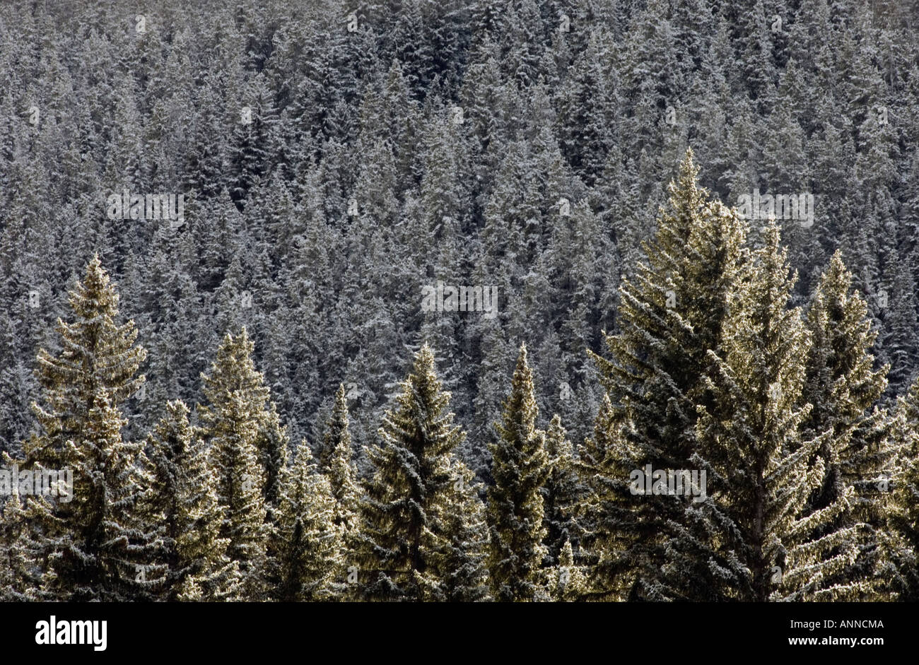 Coperta di neve alberi lungo l'autostrada 16 West di Jasper, Jasper National Park, Alberta, Canada Foto Stock
