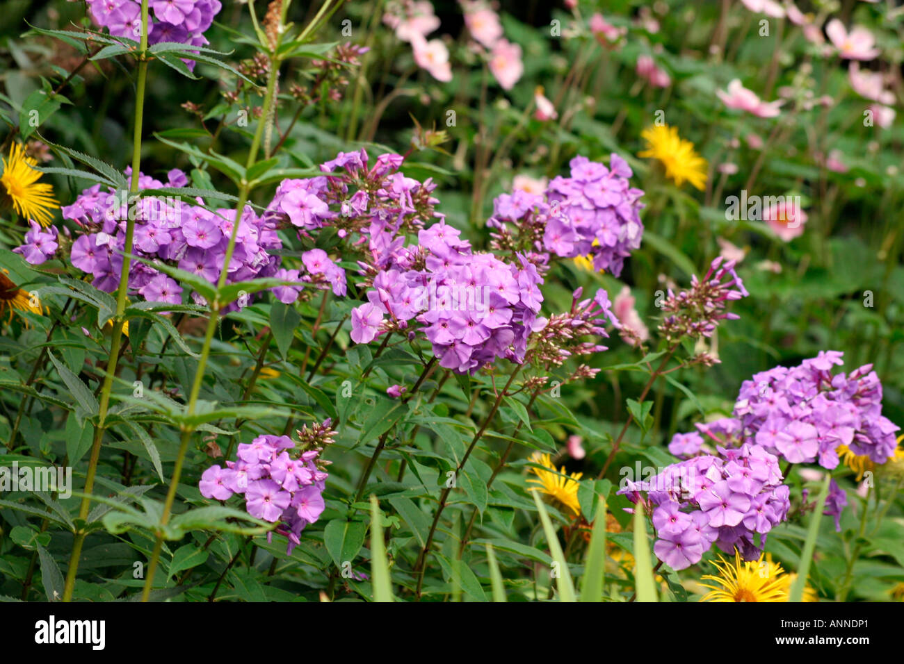 Phlox paniculata Ametista in un confine erbacee a Holbrook Garden Foto Stock