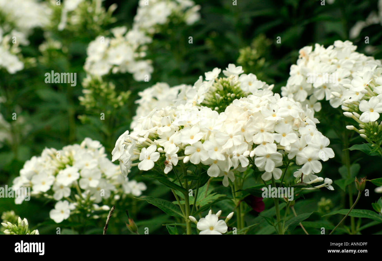 Phlox paniculata Fujiyami a Holbrook Garden Foto Stock