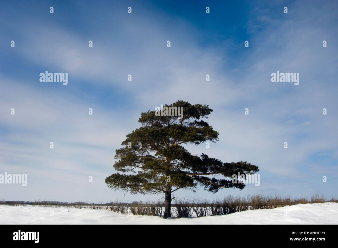 Pino silvestre, Souris, Glenboro, Manitoba, Canada Foto Stock