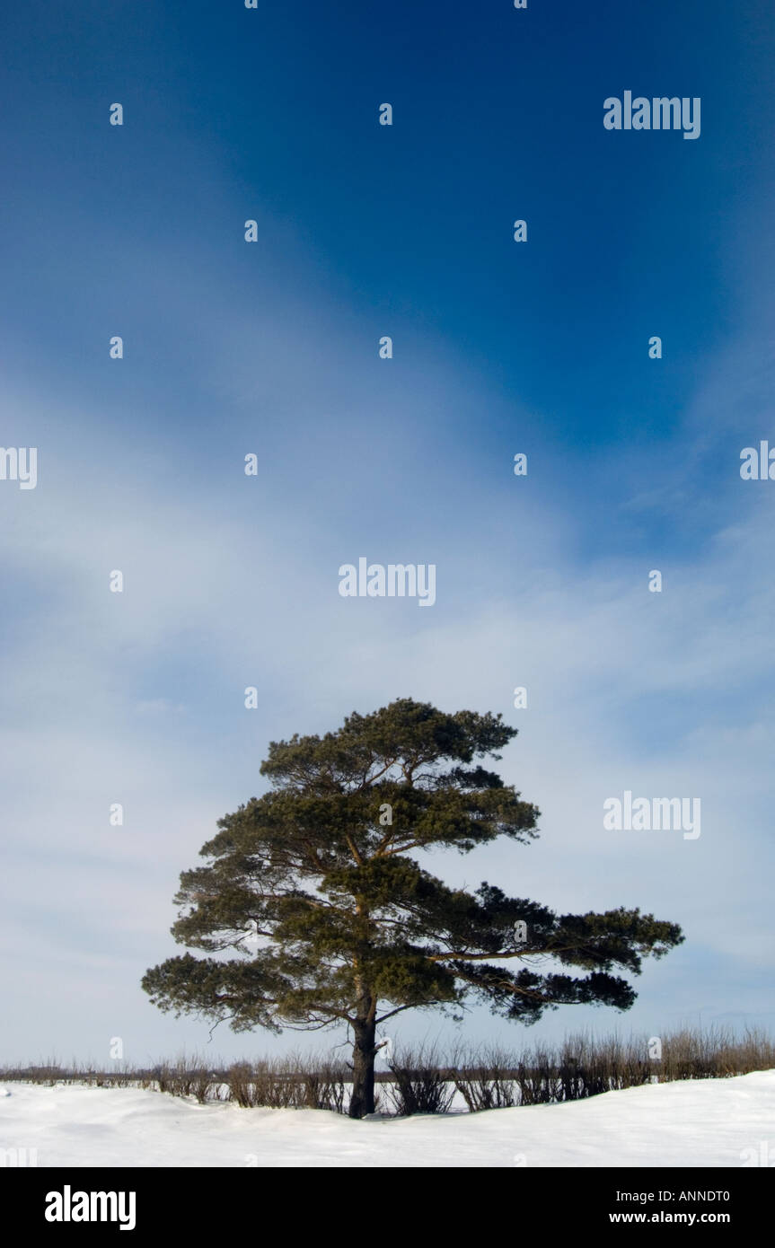 Pino silvestre, Souris, Glenboro, Manitoba, Canada Foto Stock