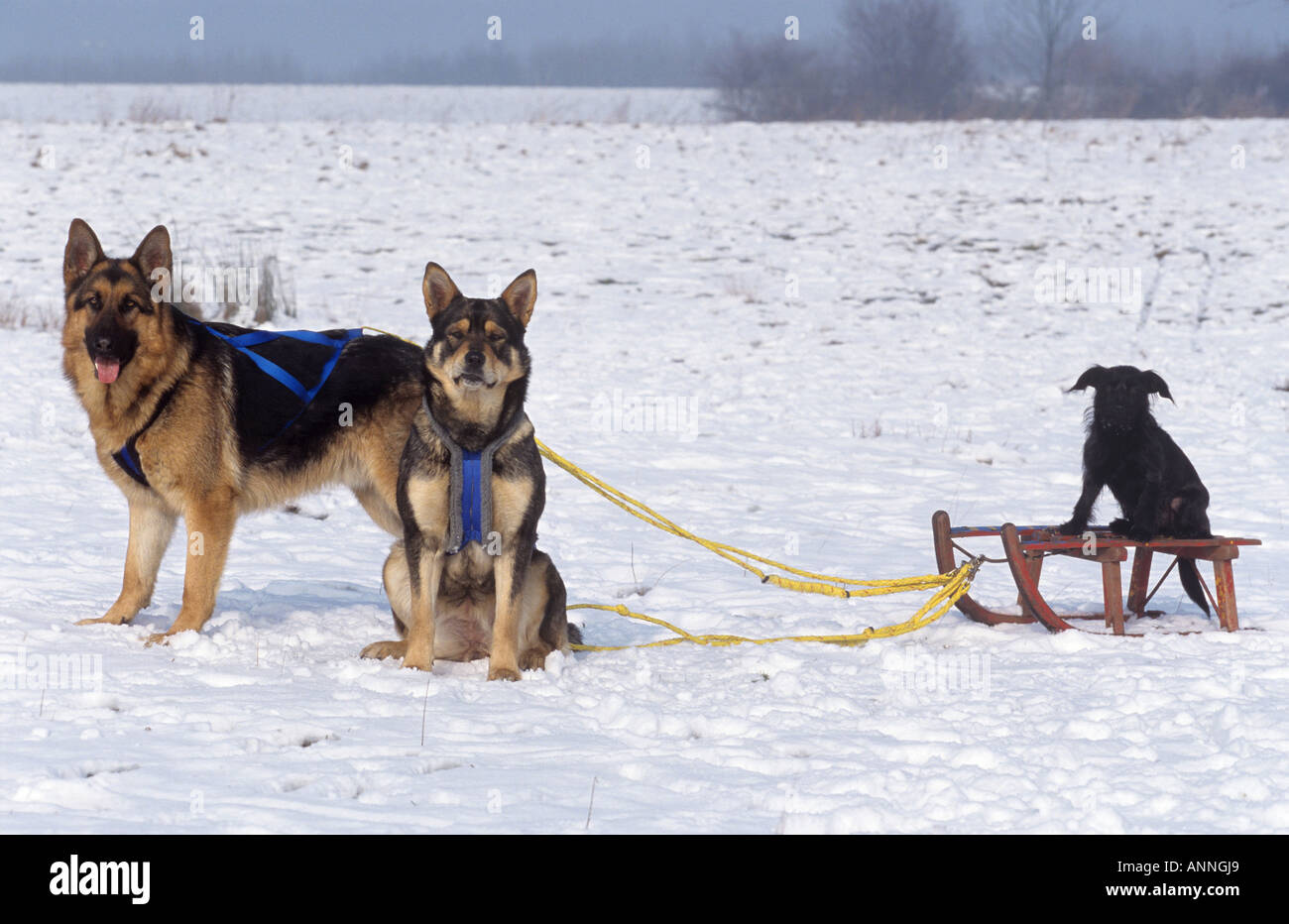 Tre cani nella neve - sulla seduta su sled Foto Stock