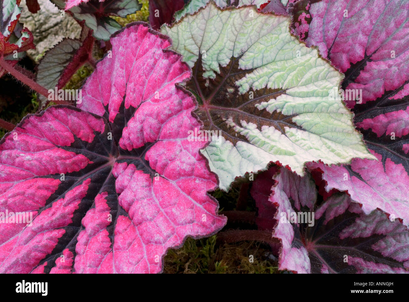 Begonia rex ibrido ID closeup ritratto spettacolare profondo ornamentali rosa e verde contrassegnato lascia, dipinto di foglie di piante ornamentali Foto Stock