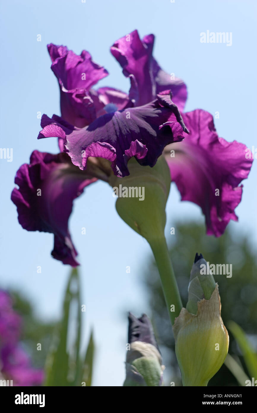 Deep Purple Iris magenta Foto Stock