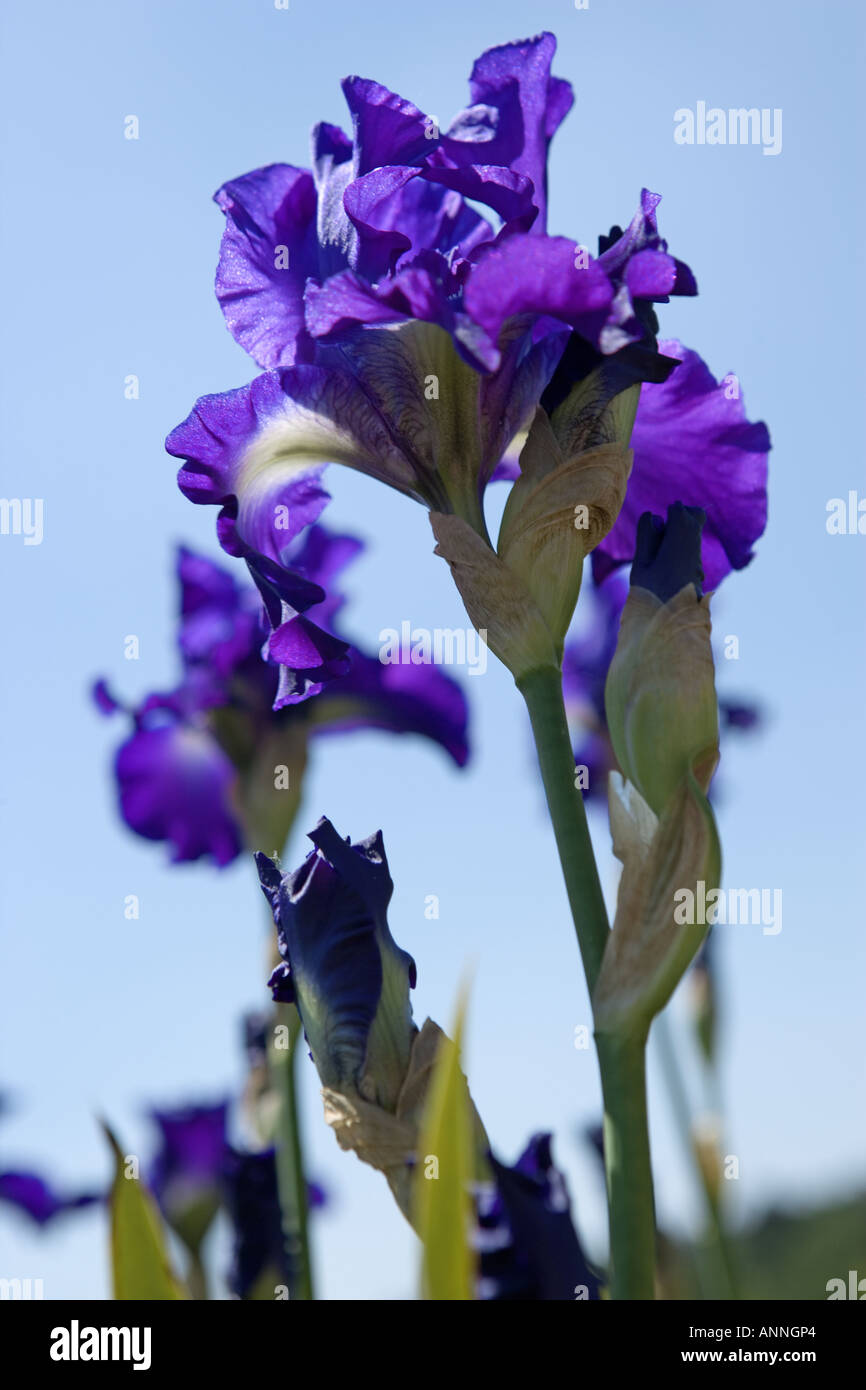 Iris Viola contro un cielo blu Foto Stock