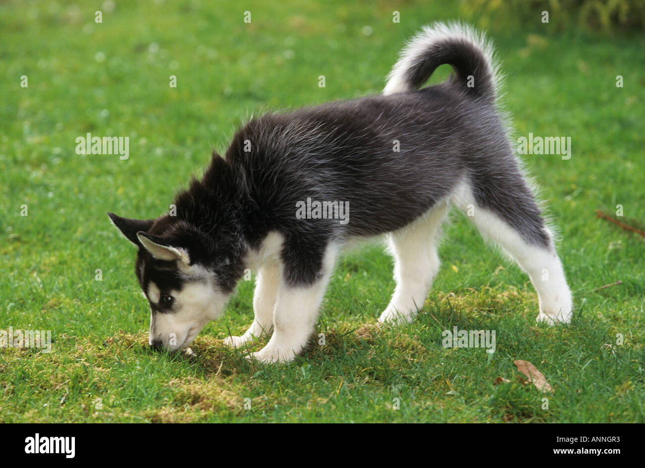 Siberian Husky - cucciolo sul prato Foto Stock