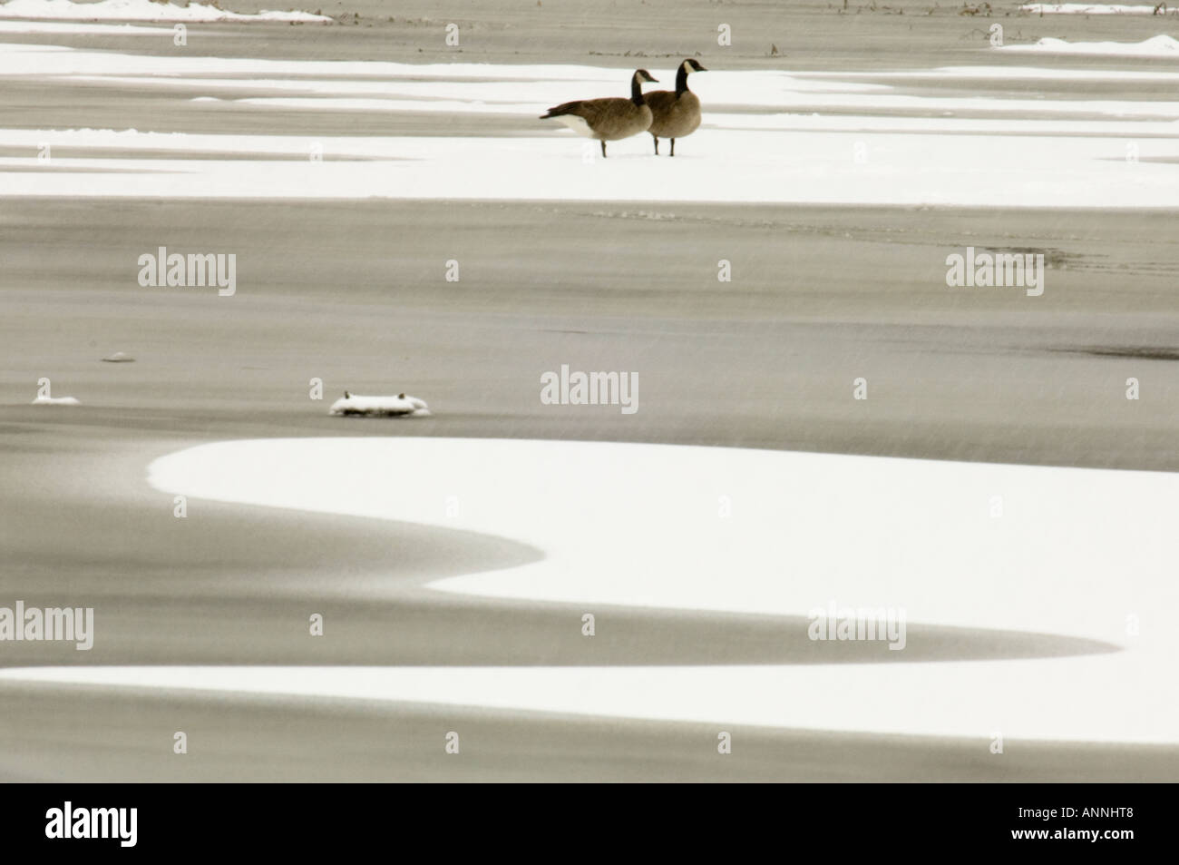 Canada Goose Branta canadensis nel tardo inverno wetland Sudbury, Ontario, Foto Stock