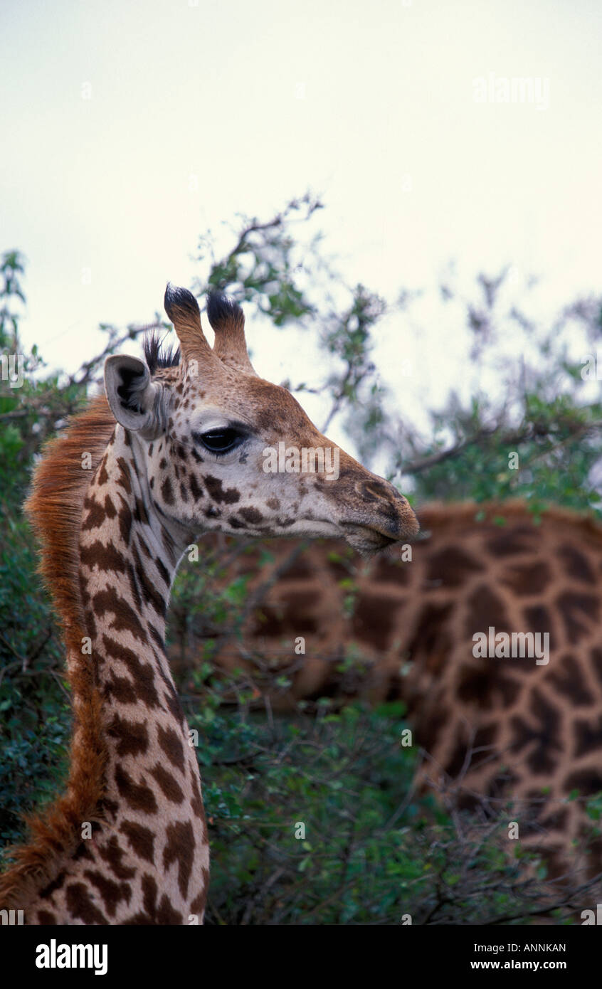 I bambini molto piccoli Masai Giraffe in erba alta nel Parco Nazionale di Nairobi Kenya Foto Stock