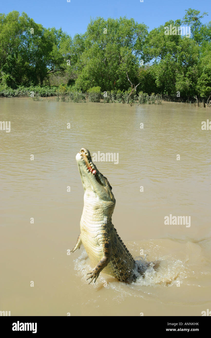 Jumping Crocodile Adelaide River Territorio del Nord Australia Foto Stock