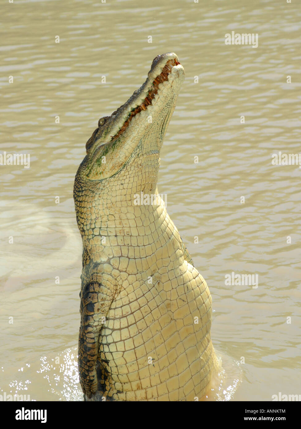 Jumping Crocodile Adelaide River Territorio del Nord Australia Foto Stock