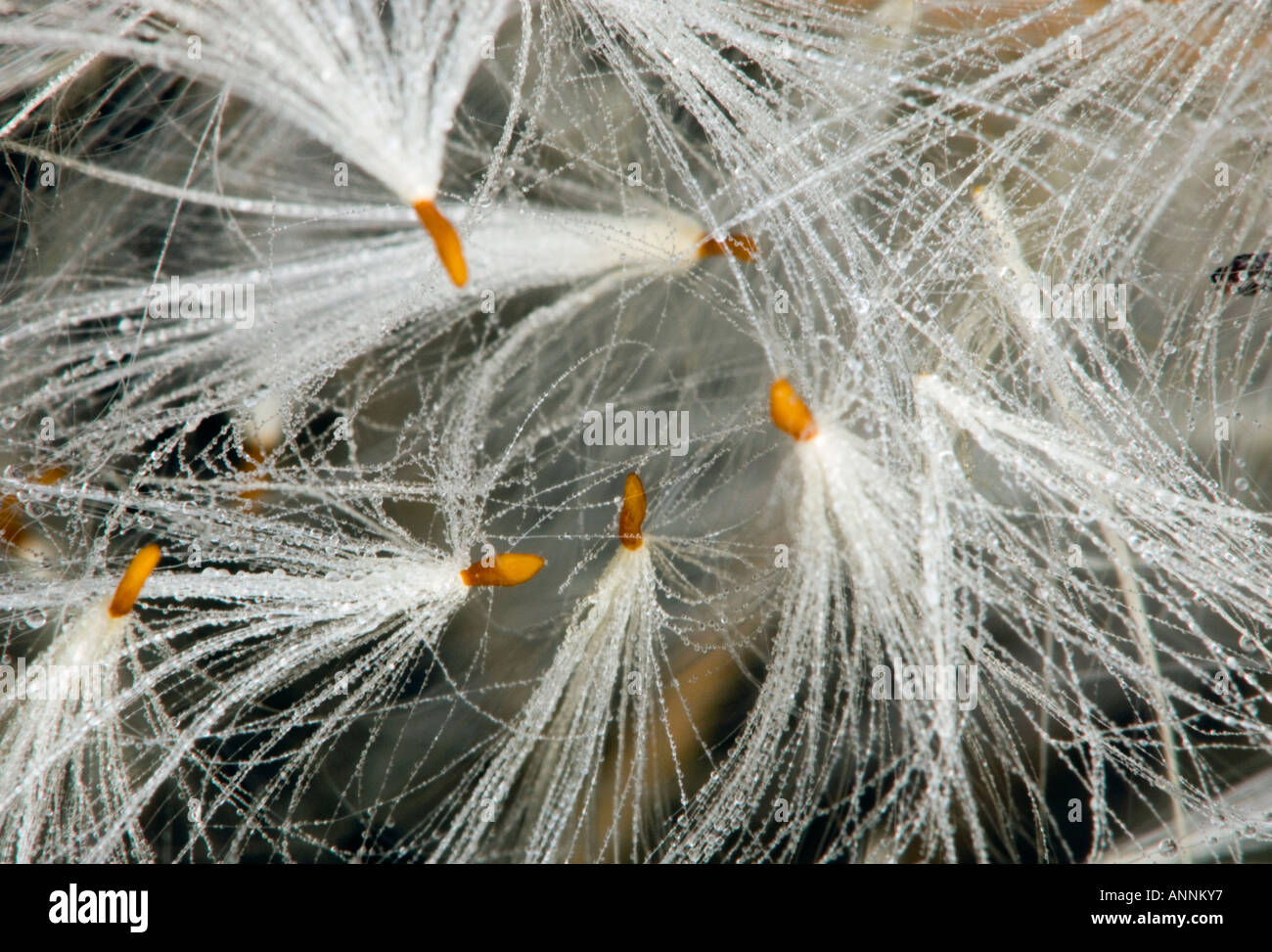 Diffusione dogbane (Apocynun androsaemifolium) Semi di rugiada nel seme aperto baccelli, maggiore Sudbury, Ontario, Canada Foto Stock