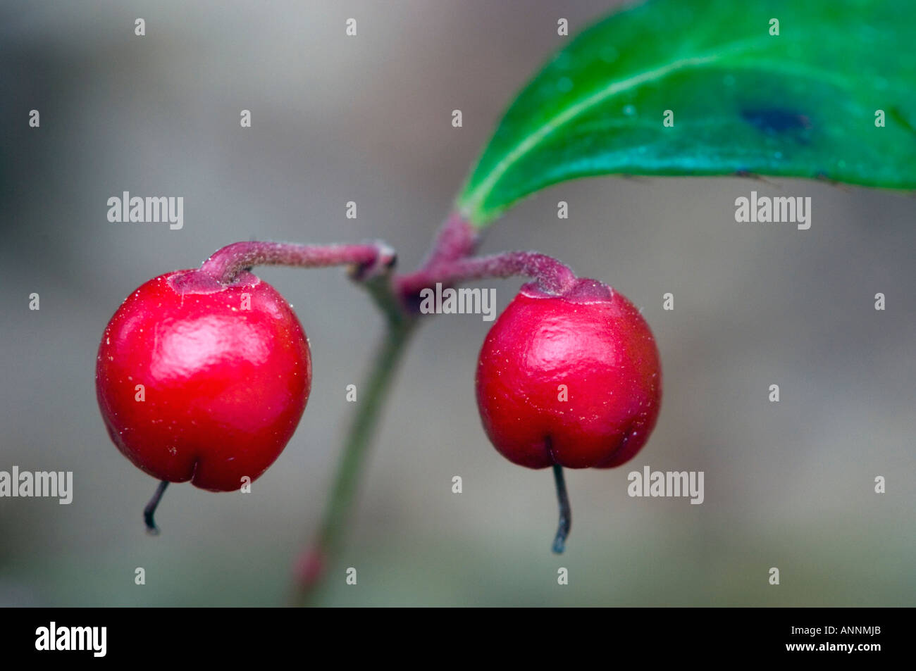 Wintergreen(Gaultheria procumbent) Bacche Killarney, Ontario, Canada Foto Stock
