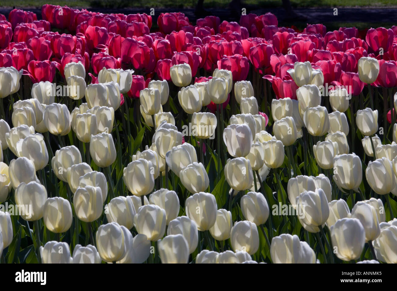 Tulip cultivar sogno bianco della signora Commissario e il parco, Dow il lago di Ottawa, Ontario, Canada Foto Stock