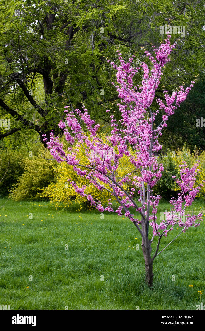 Redbud (Cercis canadensis) nel parco agricoltura Canada motivi Ottawa, Ontario, Canada Foto Stock