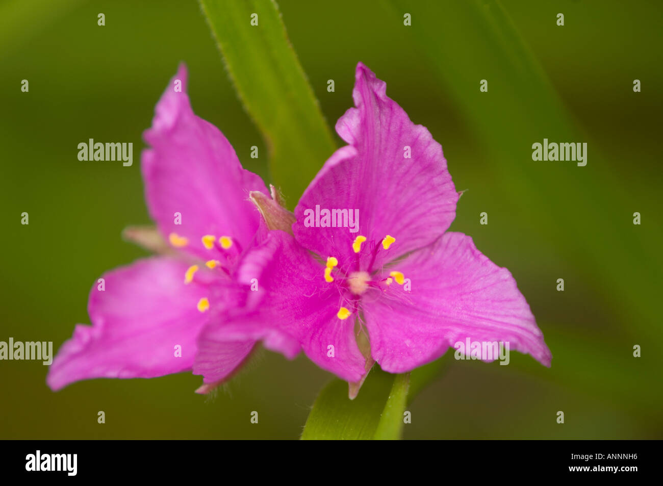 Spiderwort ibrido (Tradescantia andersoniana) Giardino fiore, maggiore Sudbury, Ontario, Canada Foto Stock