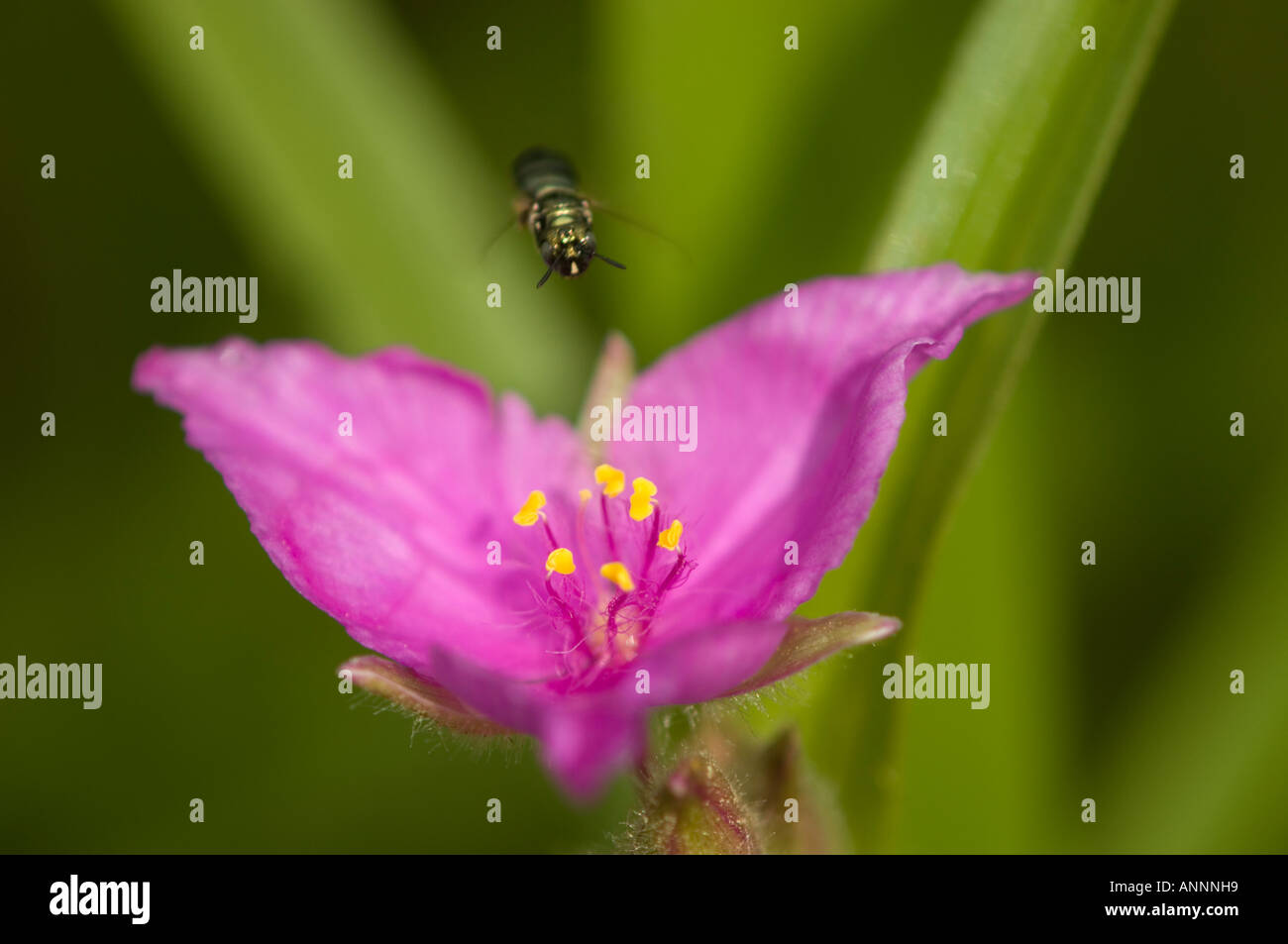Spiderwort ibrido (Tradescantia andersoniana) Giardino fiore, maggiore Sudbury, Ontario, Canada Foto Stock