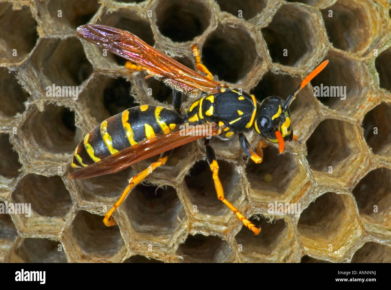 Nido di vespe di carta immagini e fotografie stock ad alta risoluzione ...