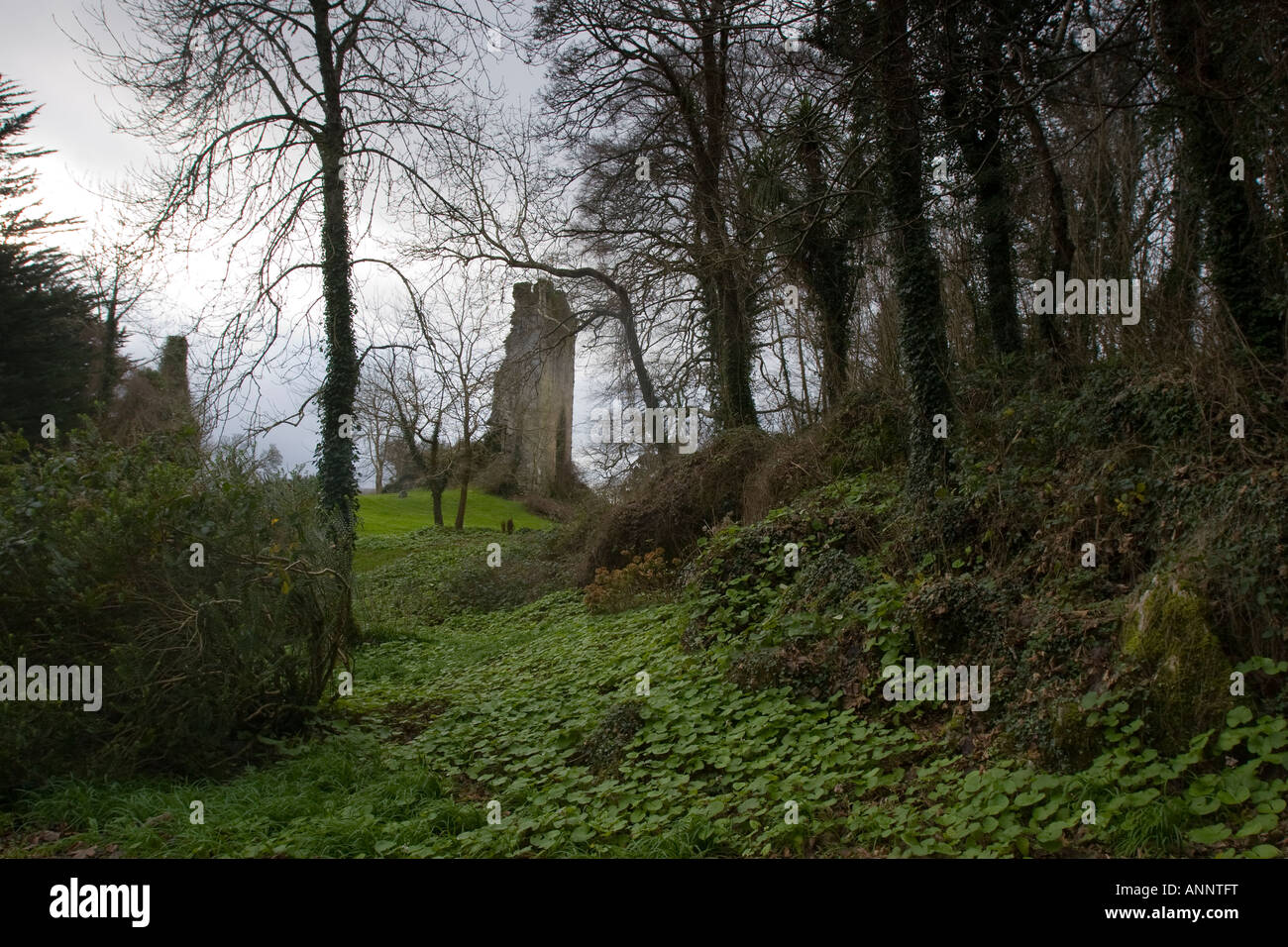 Vecchio rudere tra gli alberi in un paesaggio rurale in Kerry, Irlanda Foto Stock