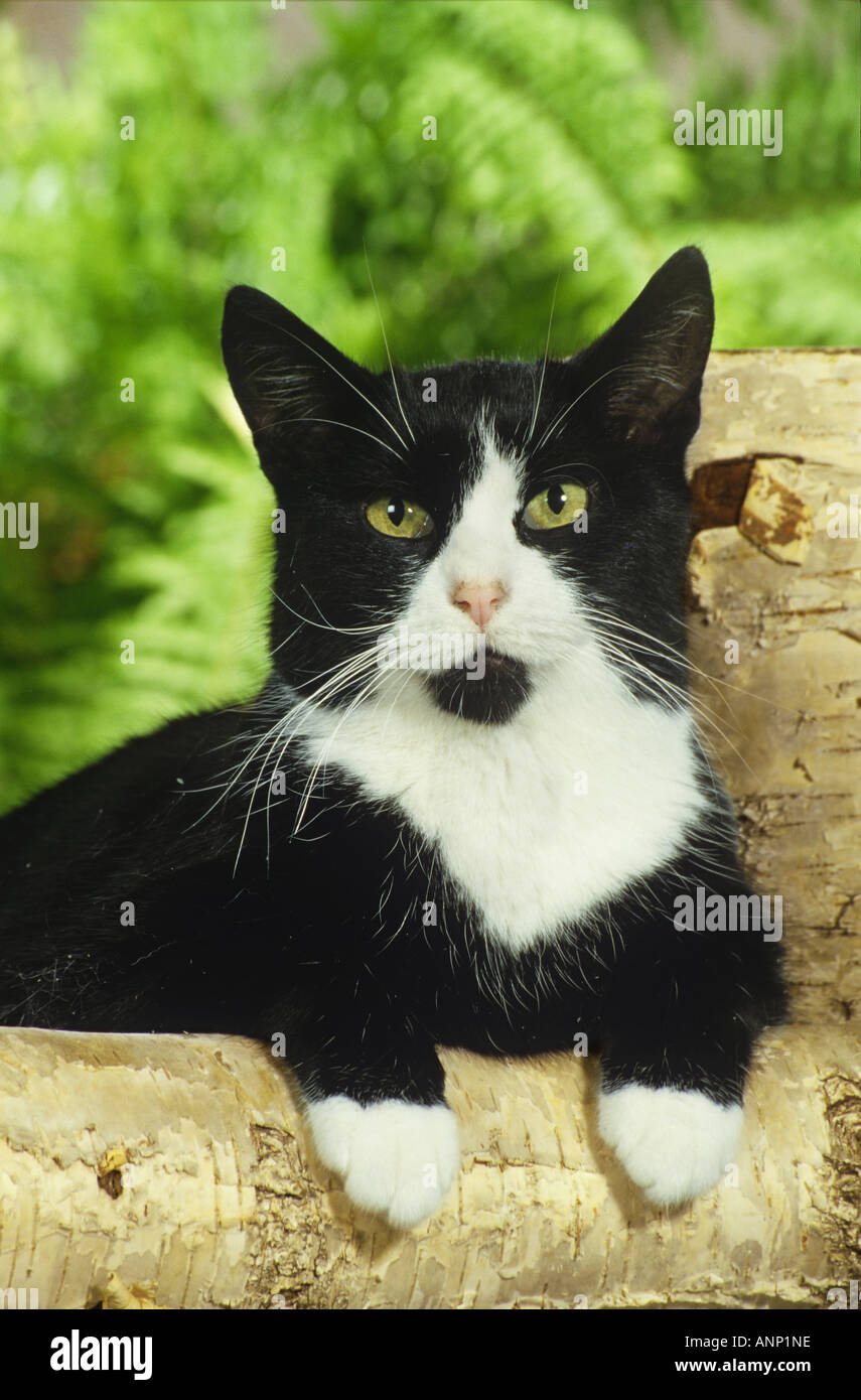 Il gatto domestico - zampe su bolo Foto Stock