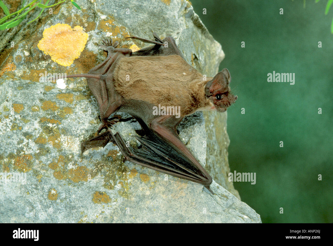 Libera messicano-tailed Bat, Tadarida brasiliensis, Kickapoo Caverns parco dello stato TEXAS Stati Uniti, può Molossidae adulti Foto Stock