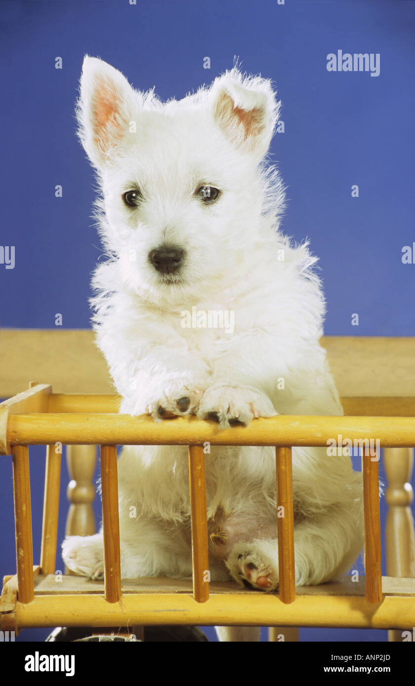 West Highland White Terrier - cucciolo seduto nel carro autocaricante Foto Stock