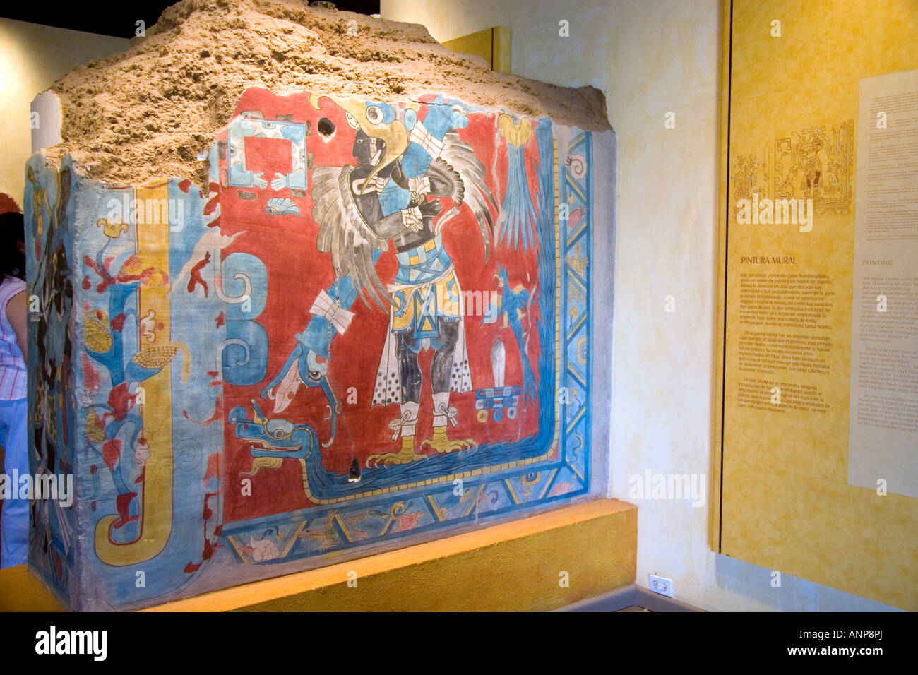 Pintura mural eagle uomo artefatto da Teotihuacan in mostra presso il Museo Nazionale di Antropologia di Città del Messico MESSICO Foto Stock