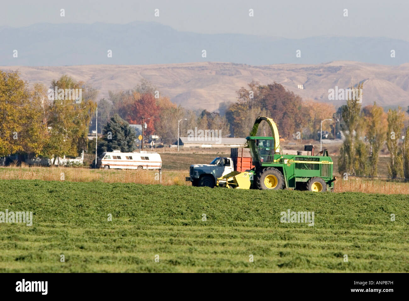 Un trito di erba medica fieno raccolto in Fruitland Idaho Foto Stock