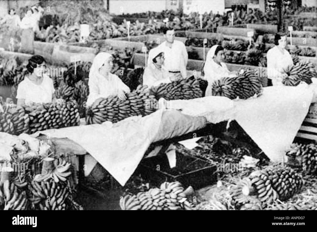 Fotografia di archivio delle donne la preparazione di banane per l'esportazione. Il Molino de Gofio museo etnografico a Hermigua, La Gomera. Foto Stock