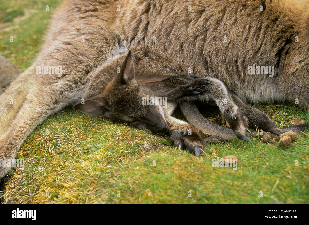Collo rosso Wallaby Macropus rufogriseus Australia Foto Stock