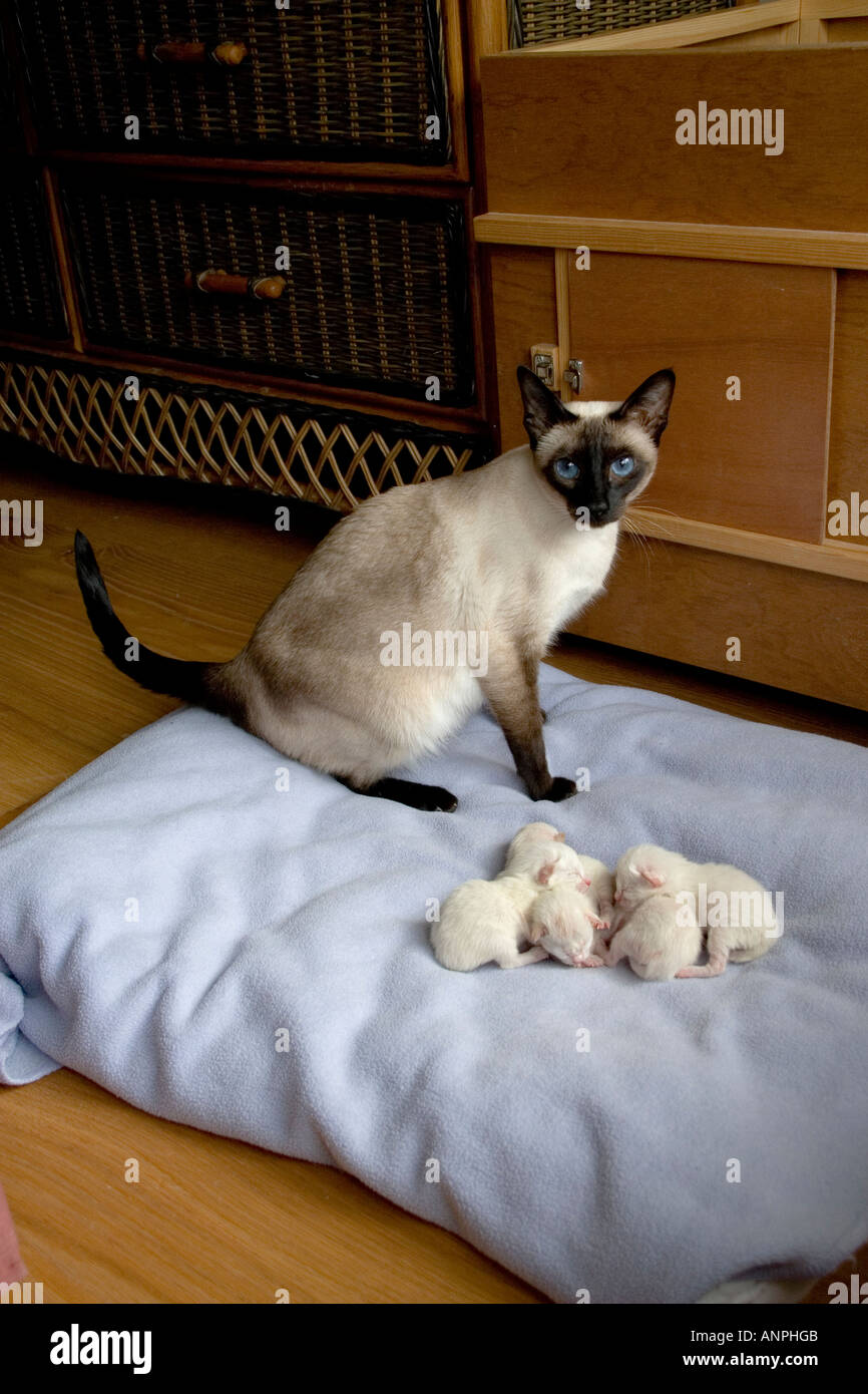 Siamese seal point gatto con appena nati cuccioli Foto stock - Alamy