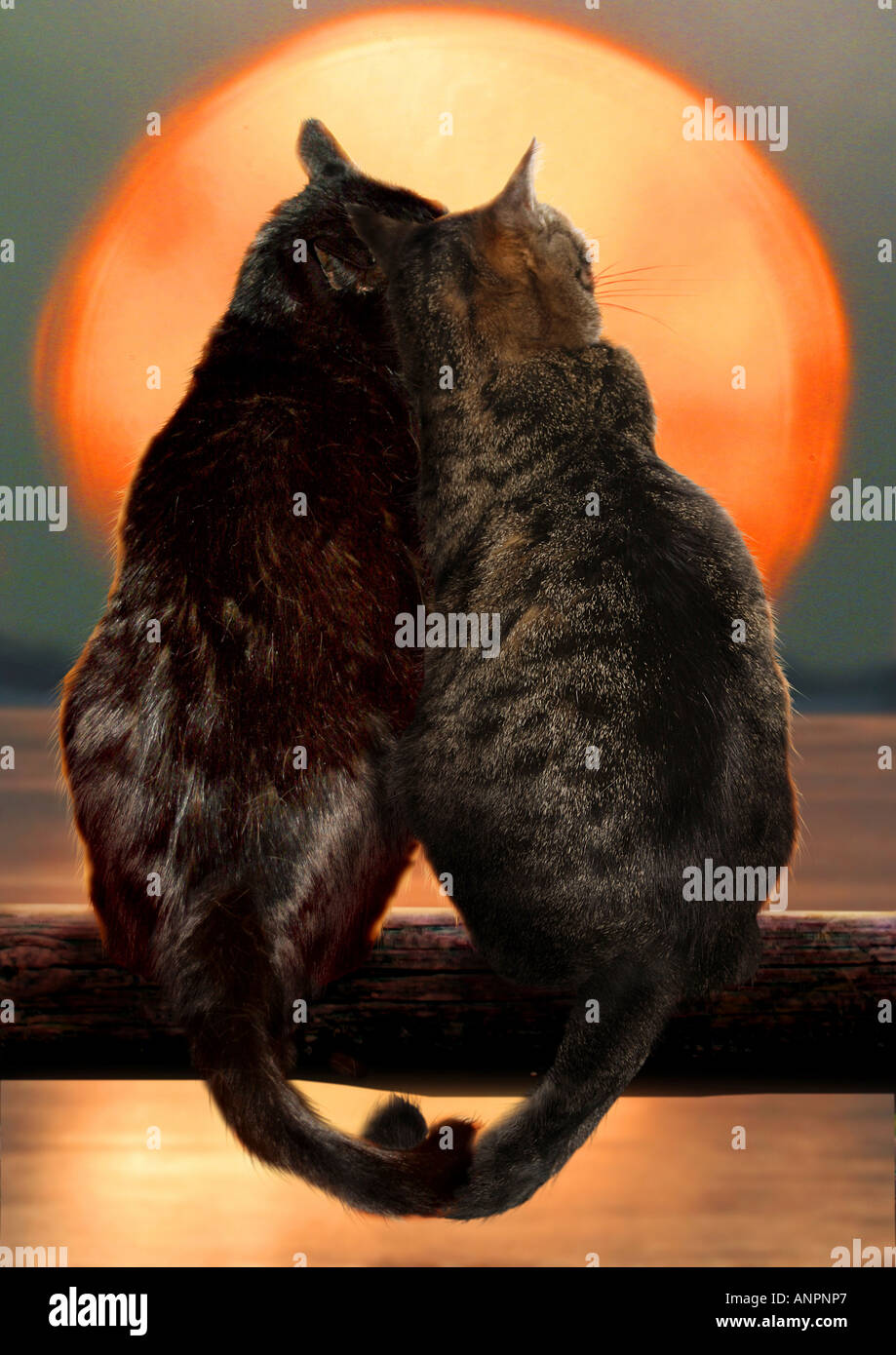 Due gatti domestici - tramonto Foto Stock