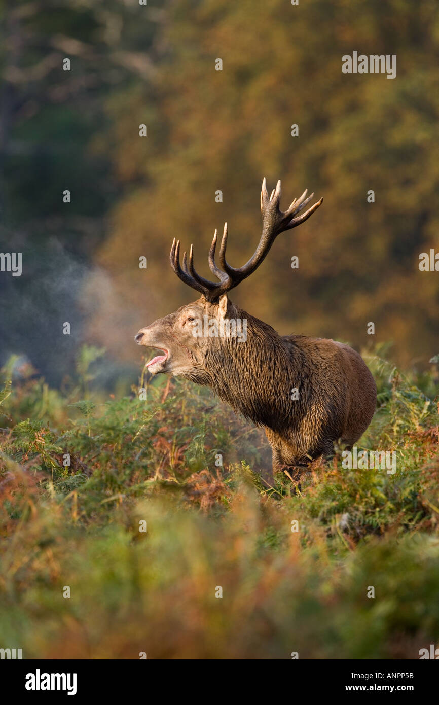 Red Deer Cervus elaphus stag scoppiettante con il respiro che mostra in bracken con alberi come bakground richmond park london Foto Stock