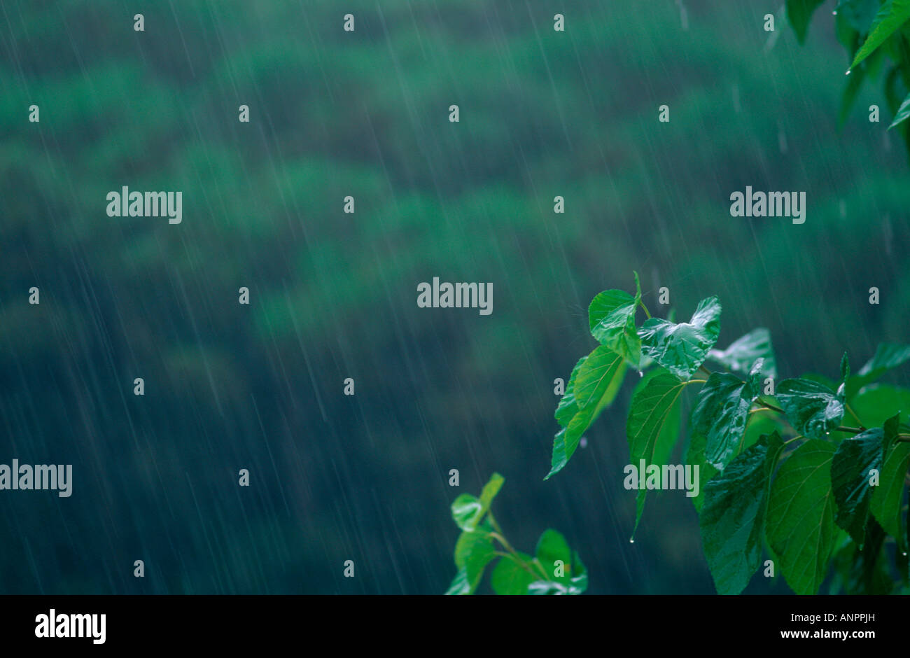 Le precipitazioni su bianco Mulbery tree (Morus alba) lascia Foto Stock