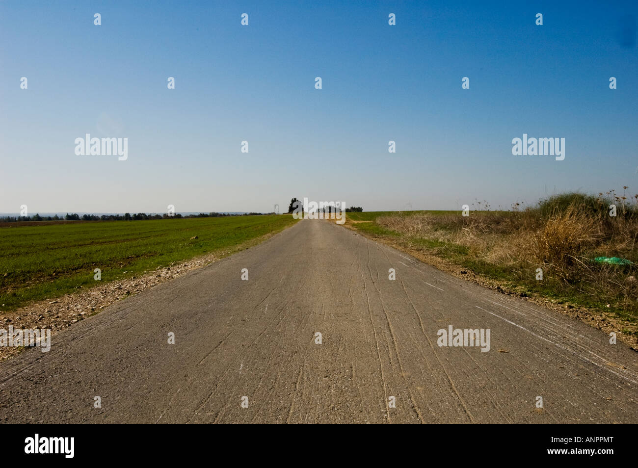 Lonely Road to Nowhere - frumento organico campo sulla sinistra Foto Stock