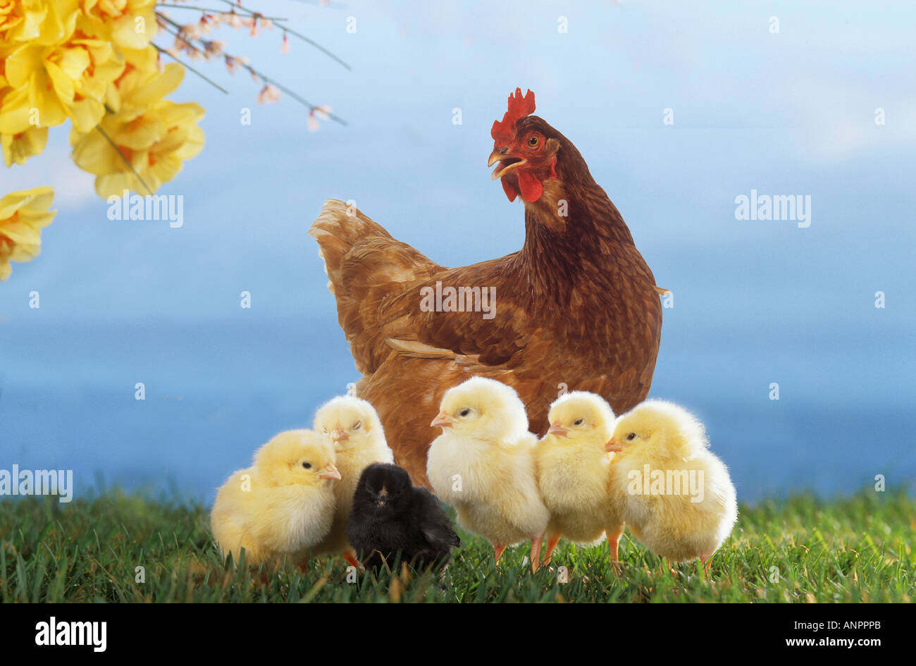 Pollo con uccellini su prato Foto Stock
