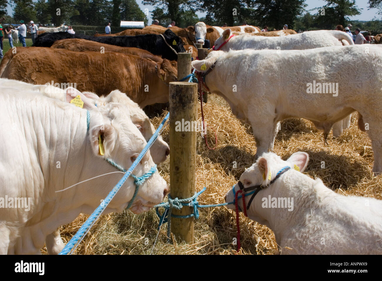 Capi di bestiame curato illustrato e valutato nella mostra agricola Limerick Irlanda Foto Stock