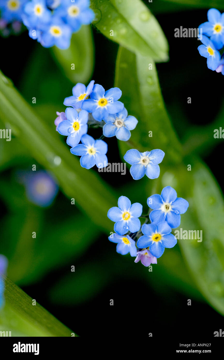 Cluster di dimenticare-me-Middlesbrough Foto Stock