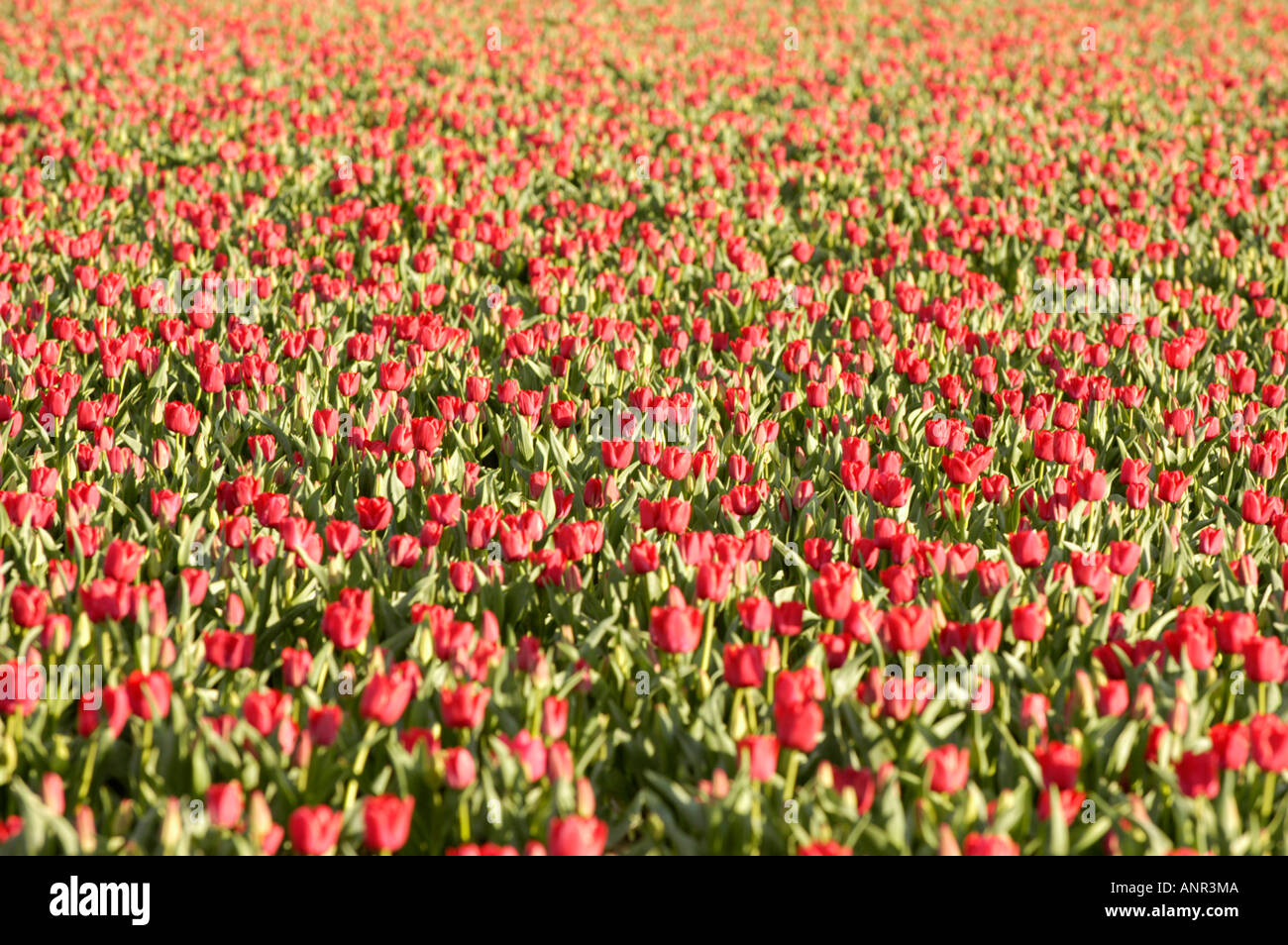 Washington Skagit Valley Campo di tulipani rossi in fiore durante la Tulip Festival lungo la Chuckanut autostrada panoramica Foto Stock