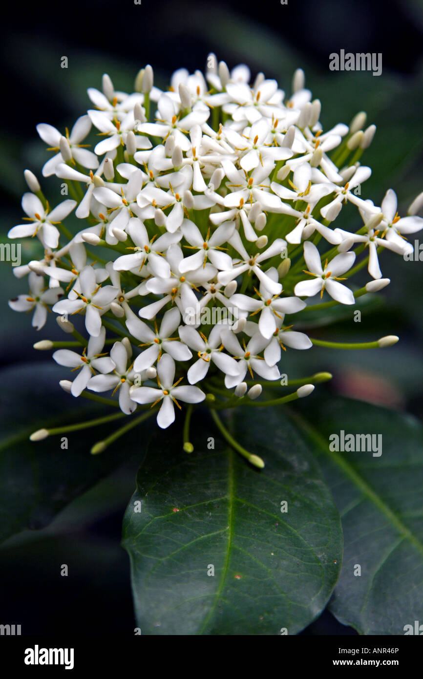 Ixora fiore in fiore Foto Stock