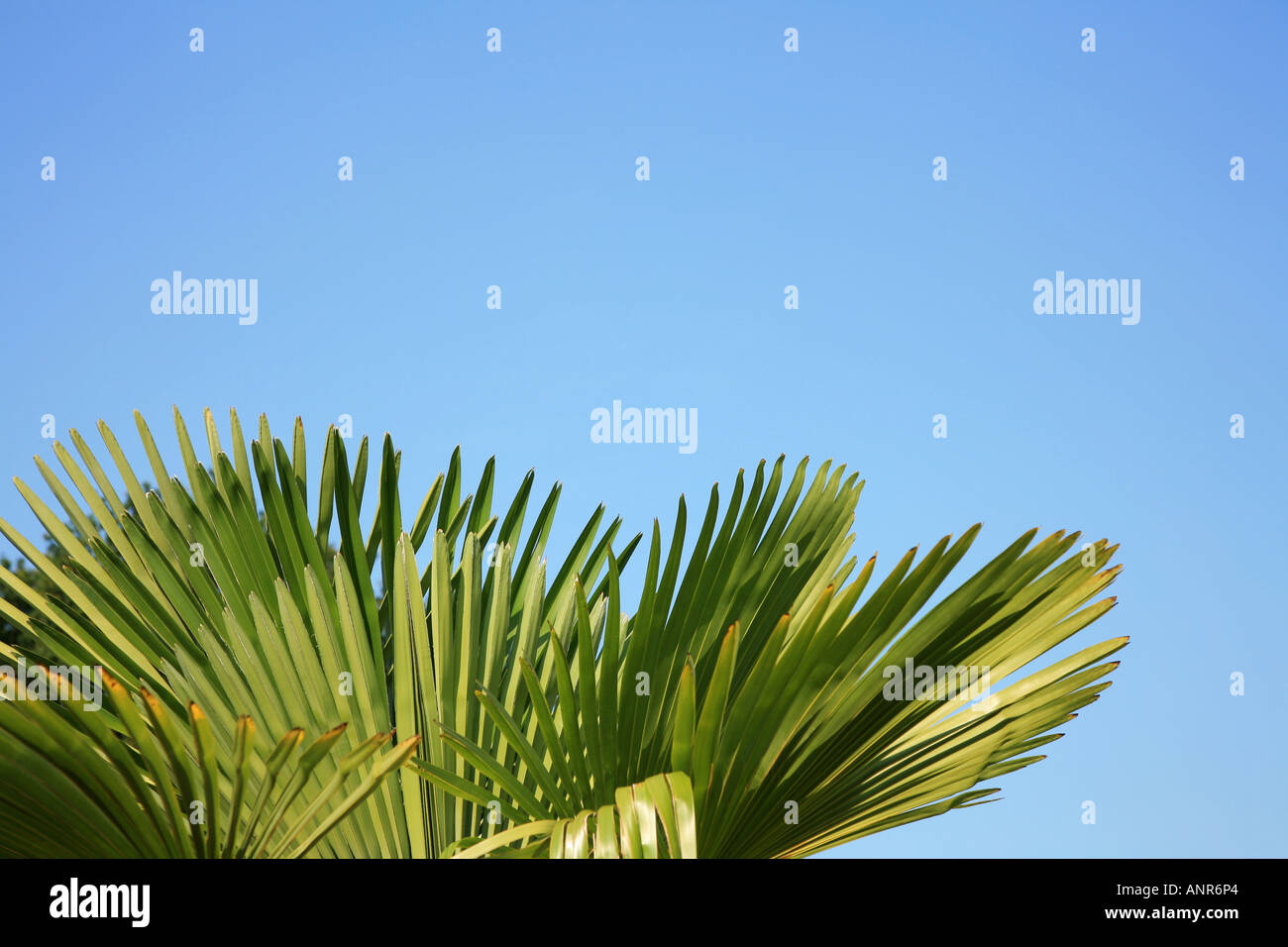 Ventola verde come le foglie contro un cielo blu Foto Stock