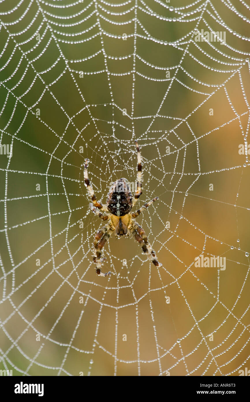 Giardino spider Araneus diadematus nella coperta di rugiada web con bella fuori fuoco sfondo Potton Bedfordshire Foto Stock