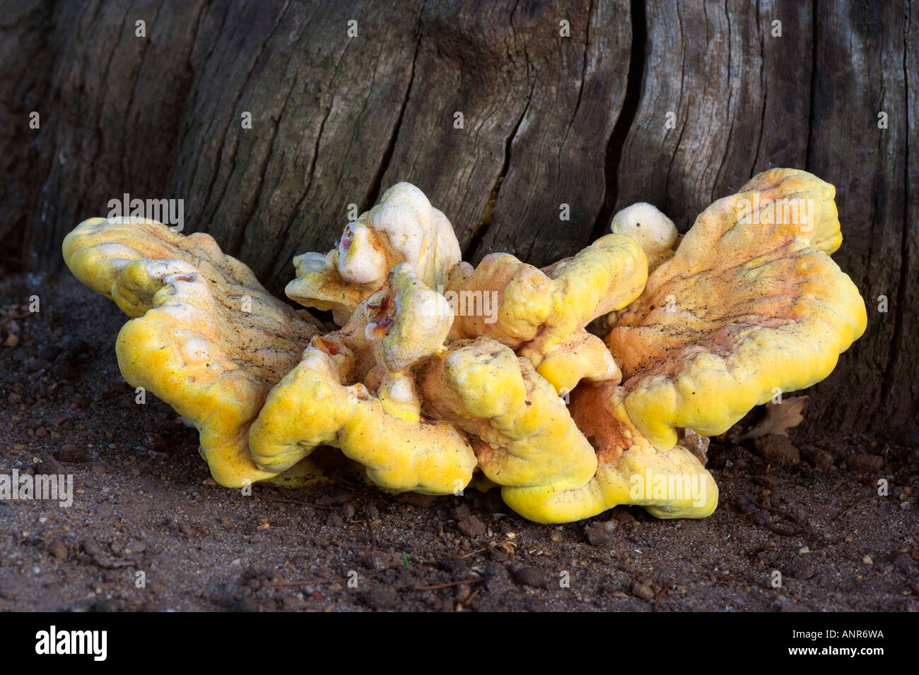 Pollo di boschi laetiporus sulfurei che cresce su albero di quercia Deepdale nr Sandy Bedfordshire Foto Stock
