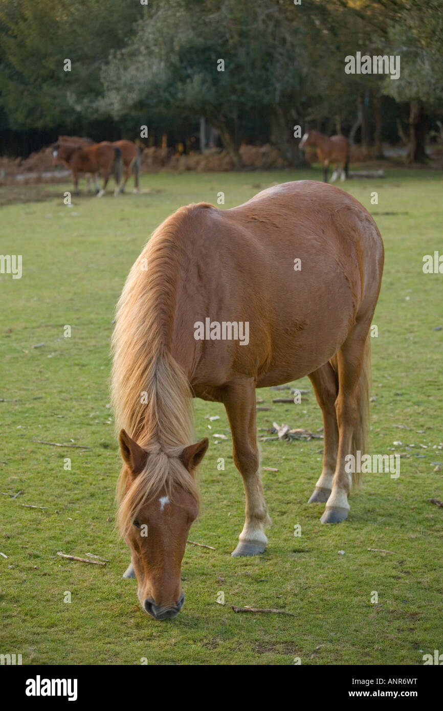 Pony nella nuova foresta Hampshire Foto Stock